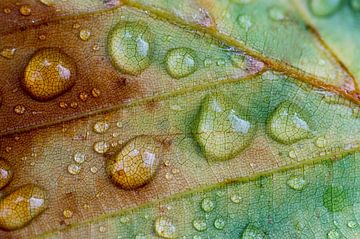 Gouttes de pluie sur une feuille d'automne sur Birgitte Bergman