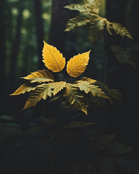 Bladeren in de herfst van fernlichtsicht