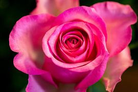 A pink rose seen from above