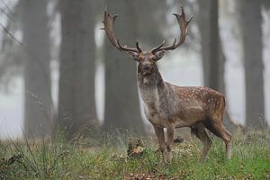 imposant... Damhirsch *Dama dama*