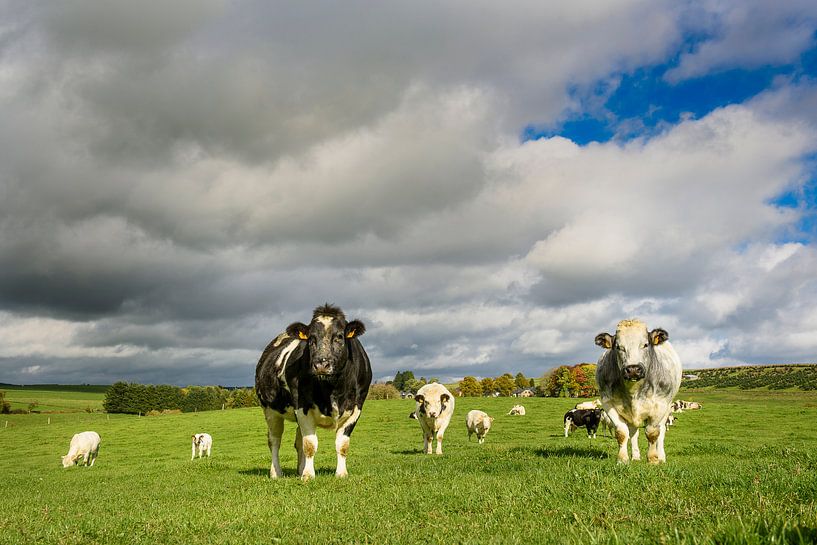 Cows in the meadow by Nick van Dijk