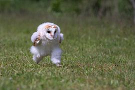 Young Barn Owl on Discovery Trip by Hannie Heere