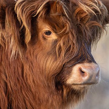 Schotse Hooglander portret van Fotooz by Brigitte