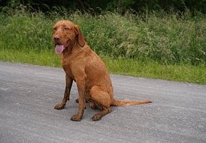 Am Waldweg mit einem braunen Magyar Vizsla Drahthaar.