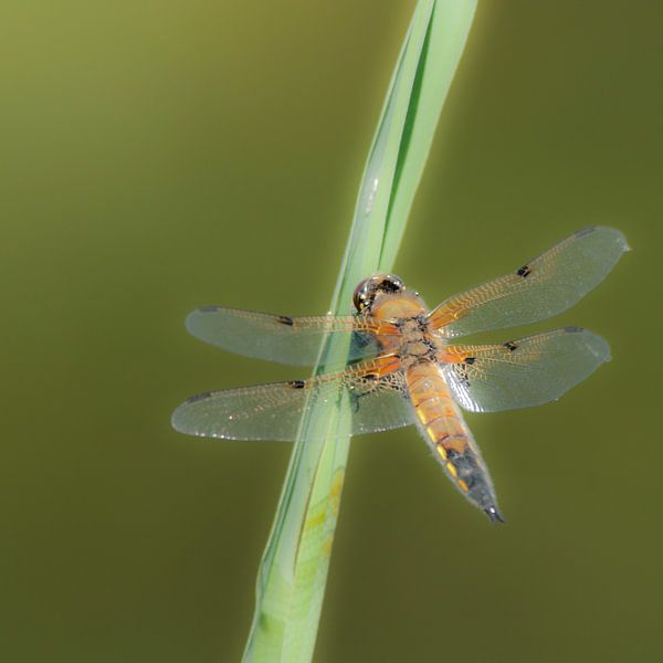 Lonely Libelle von Jacintha Van beveren