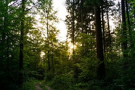 Schwarzwald Deutschland bei Freiburg in der Morgendämmerung mit warmem Sonnenlicht von adventure-photos