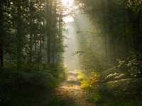 magische ochtend in het bos
