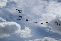 Vogels in vrije vlucht