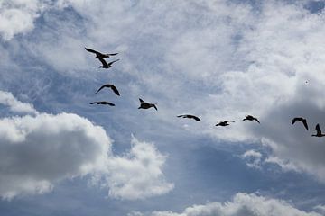 Vögel im freien Flug von Lennart Mans