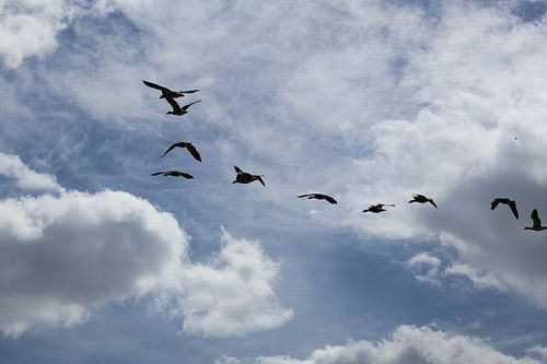 Birds in free flight