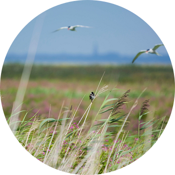 Rietgors en visdieven op de Marker Wadden van Bianca Fortuin