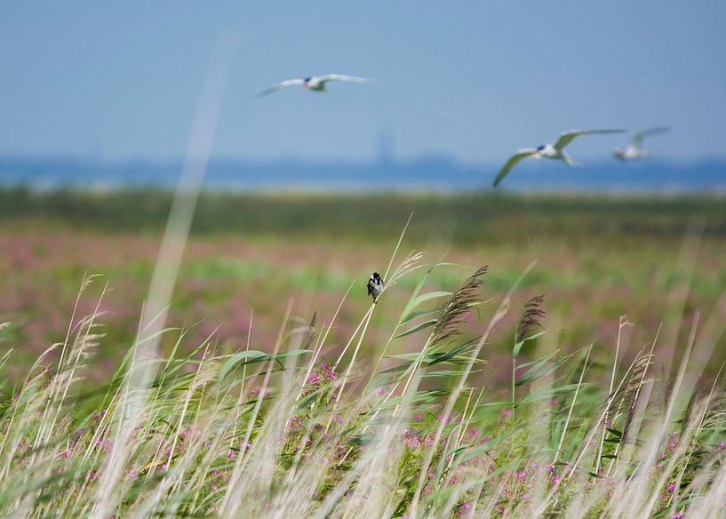 Bruant des roseaux et sternes pierregarins sur les Marker Wadden par Bianca Fortuin