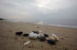 Ostsee mit Muscheln von Thomas Jäger
