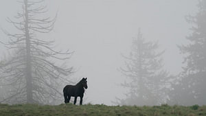 Black Beauty