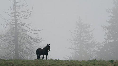 Black Beauty