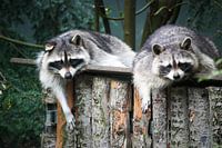 Wasberen houden siësta