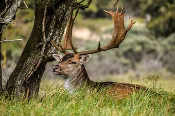 Deer in place by Frank van Eis