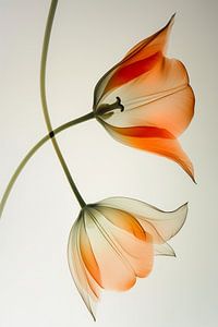 Tulipes