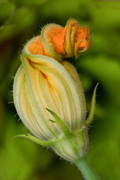 Fleur de courgette