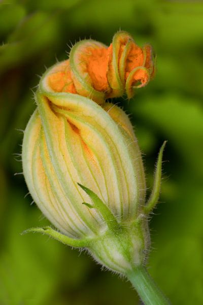 Bloem van courgette van Klaartje Majoor