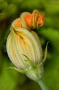 Zucchini flower by Klaartje Majoor thumbnail