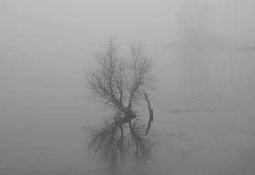 Struik in het hoge water in zwart wit. van Jose Lok