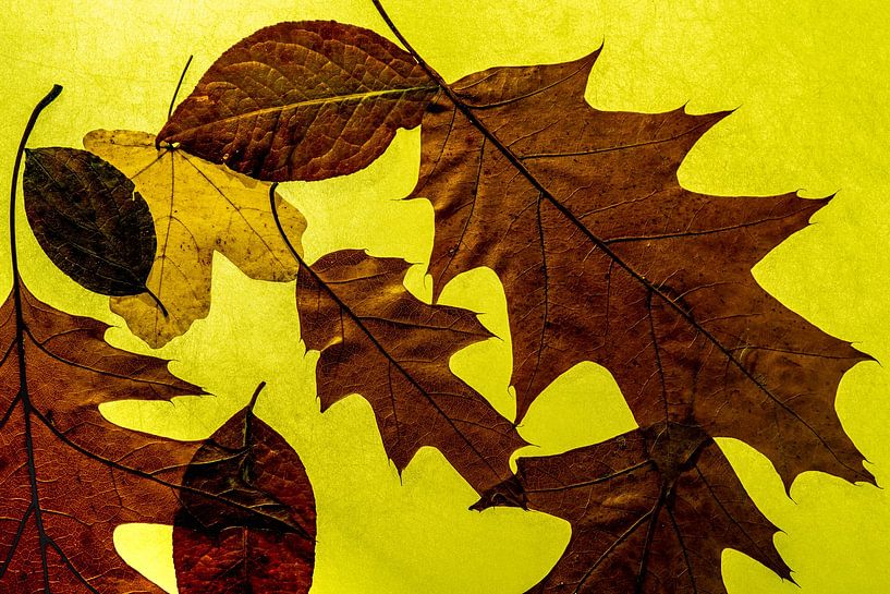 Herbstfeeling von Thomas Riess