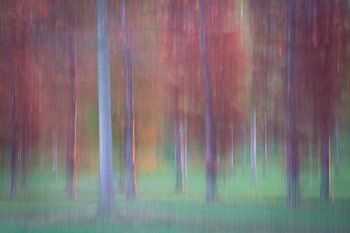 Résumé du verger 1