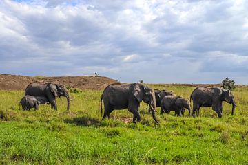 Eléphants sauvages dans la brousse africaine