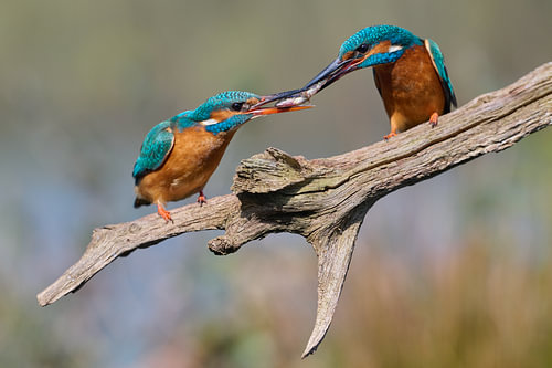 IJsvogel - Visoverdracht tussen ijsvogels