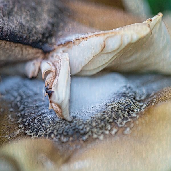 Paddenstoel abstracte vormen macro van Marly De Kok