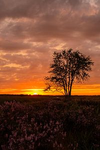 Zonsondergang paarse heide op de Veluwe