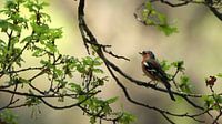 Pinson (chaffinch)
