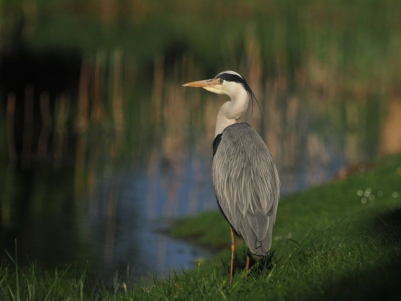 Grey heron on guard by Astrid Brouwers