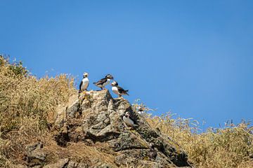 Puffins, meer dan je eerst ziet! van SchumacherFotografie