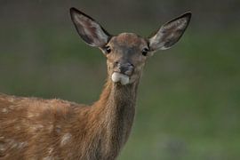 Edelhert van Leon Kuijer