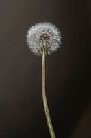 Fluff Ball Dandelion