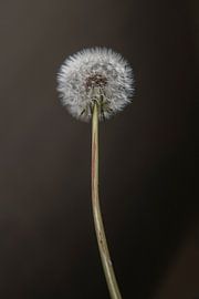 Fluff Ball Dandelion by Sacred by Wendy – fine art fotografie