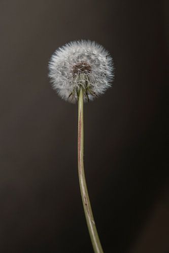 Fluff Ball Dandelion