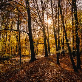 Herbst im Wald von Gaby Hendriksz