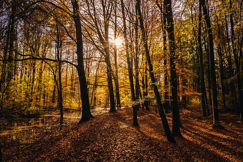 Autumn in the forest