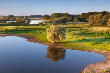 Uiterwaard Elbe