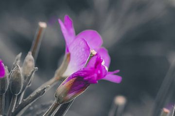 Oleander flower by Lili's Photography