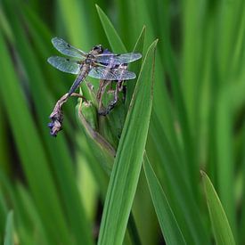 Libellule dans l'herbe sur Henk Vrieselaar