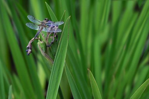 Libelle houdt zich vast op een grasspriet en bloem tussen het het gras van Henk Vrieselaar
