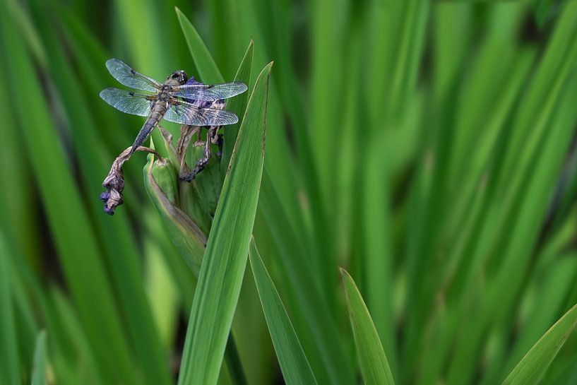 Libellule dans l'herbe par Henk Vrieselaar