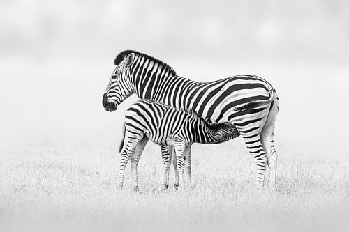 Zebra moeder met veulen in zwart-wit van Chris Stenger