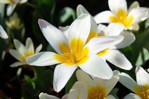 Witte tulp met gele accenten