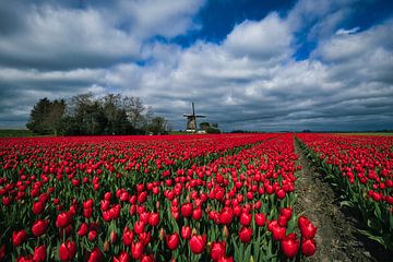 Cloud cover over red tulips by peterheinspictures