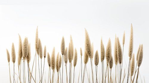 Grote rietpluimen tegen witte achtergrond